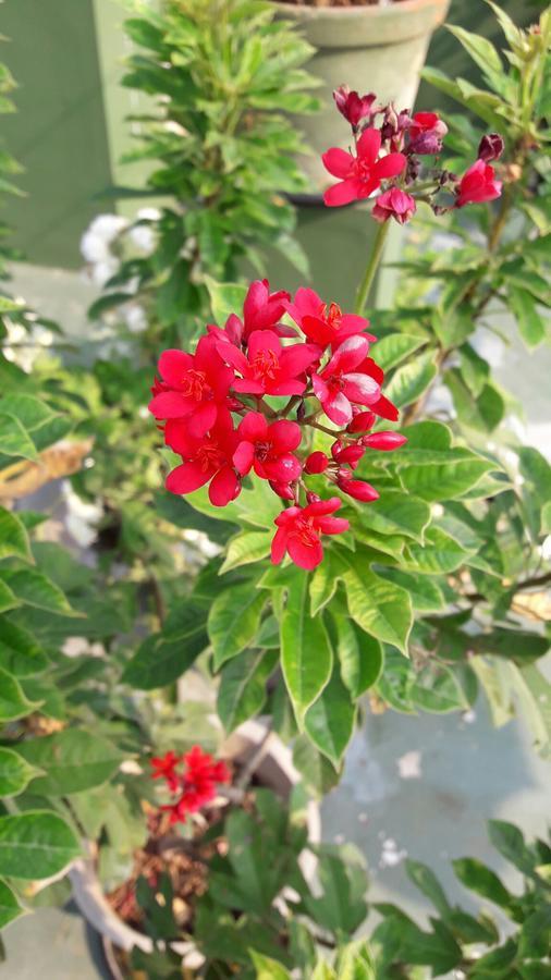 Heavenly Homestay Kochi Екстериор снимка